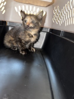 Shelter Stray Female Cat last seen Near Sara Dr, 75149, TX, Mesquite, TX 75149