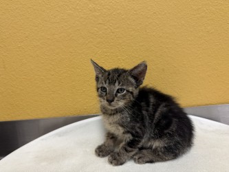 Shelter Stray Female Cat last seen Near Sara Dr, 75149, TX, Mesquite, TX 75149