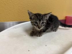 Shelter Stray Male Cat last seen Near Sara Dr, 75149, TX, Mesquite, TX 75149