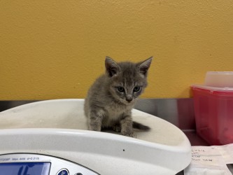 Shelter Stray Female Cat last seen Near Sara Dr, 75149, TX, Mesquite, TX 75149