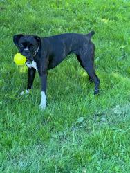 Reunited Female Dog last seen Matthews run Rd, Warren County, PA 16371