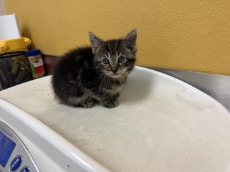 Shelter Stray Unknown Cat last seen Near Sara Dr, 75149, TX, Mesquite, TX 75149