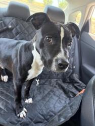 Shelter Stray Male Dog last seen Atlanta, GA , Atlanta, GA 30336