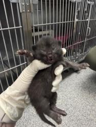 Shelter Stray Female Cat last seen New Bern, NC 28560, New Bern, NC 28562