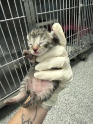 Shelter Stray Female Cat last seen New Bern, NC 28560, New Bern, NC 28562