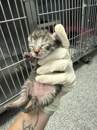 Shelter Stray Female Cat last seen New Bern, NC 28560, New Bern, NC 28562