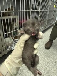 Shelter Stray Male Cat last seen New Bern, NC 28560, New Bern, NC 28562