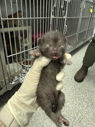 Shelter Stray Male Cat last seen New Bern, NC 28560, New Bern, NC 28562