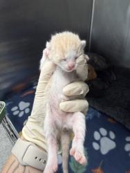 Shelter Stray Male Cat last seen New Bern, NC 28560, New Bern, NC 28562