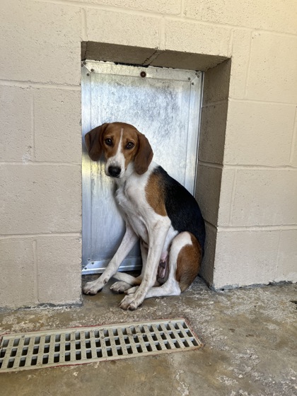 Shelter Stray Female Dog last seen Jamestown, SC 29453, North Charleston, SC 29406