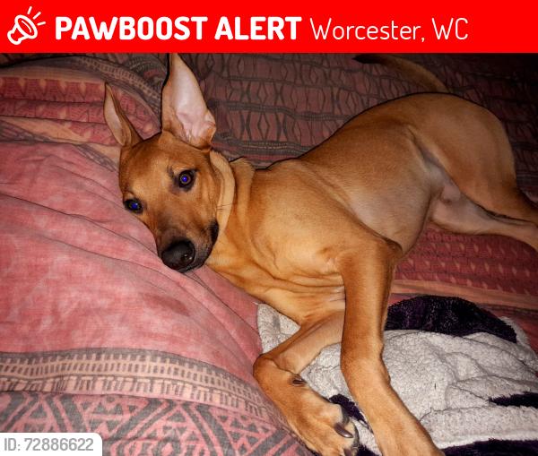 Lost Male Dog last seen Hoesynsingel, Worcester, WC 6850