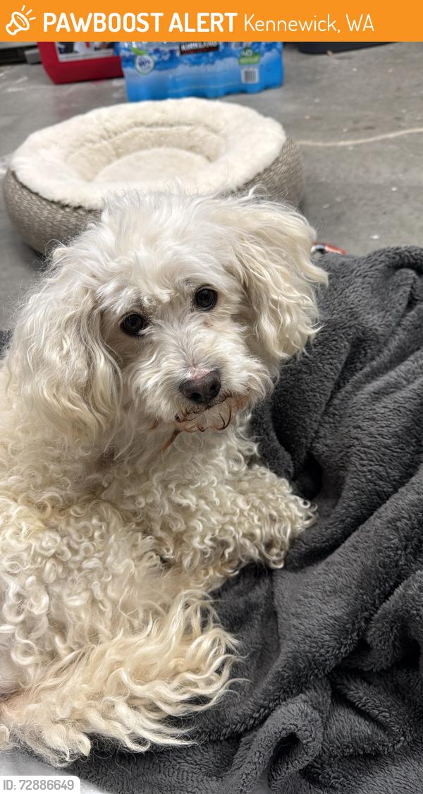Found/Stray Male Dog last seen Hawthorne elementary , Kennewick, WA 99336