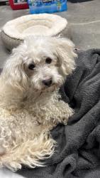Found/Stray Male Dog last seen Hawthorne elementary , Kennewick, WA 99336
