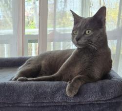 Lost Male Cat last seen Town ha l l, Berwick, ME 03901