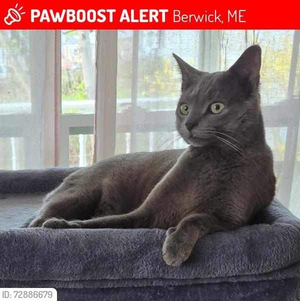 Lost Male Cat last seen Town ha l l, Berwick, ME 03901
