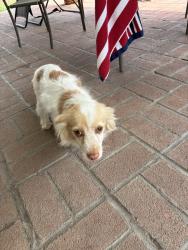 Reunited Unknown Dog last seen Central and Nottingham near Alcott Elementary, Riverside, CA 92506