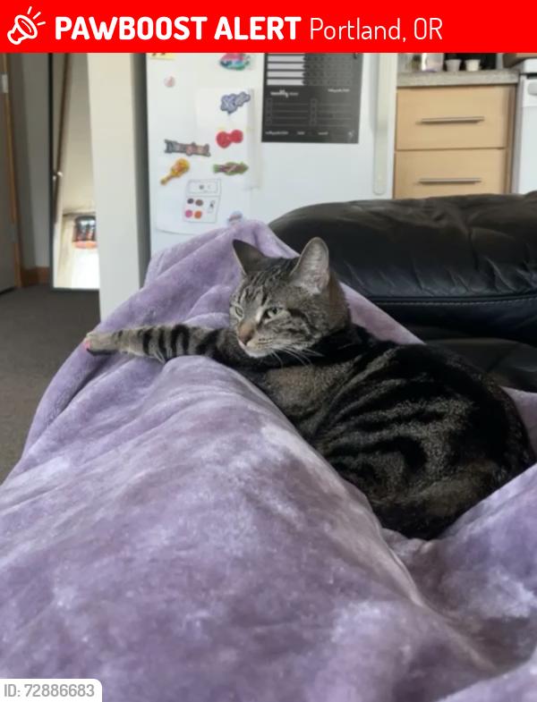 Lost Female Cat last seen Fremont & Cesar Chavez, Portland, OR 97212