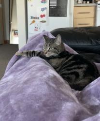 Lost Female Cat last seen Fremont & Cesar Chavez, Portland, OR 97212