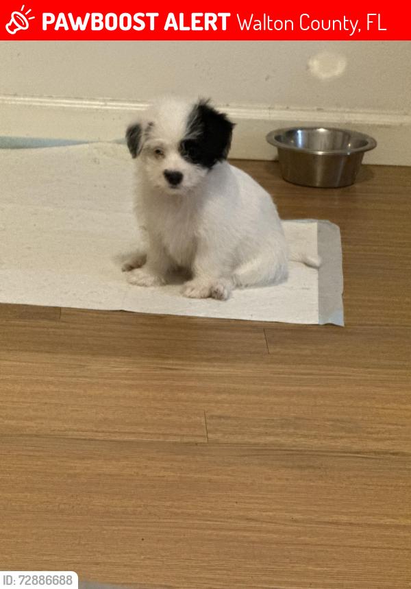 Lost Male Dog last seen Taste of tha, Walton County, FL 32459