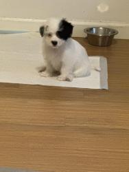 Lost Male Dog last seen Taste of tha, Walton County, FL 32459