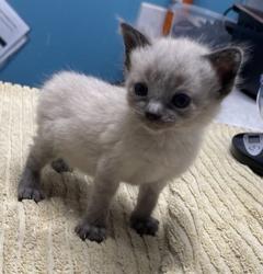 Shelter Stray Male Cat last seen Near De Leone Road, San Marcos, CA, 92069, Escondido, CA 92027