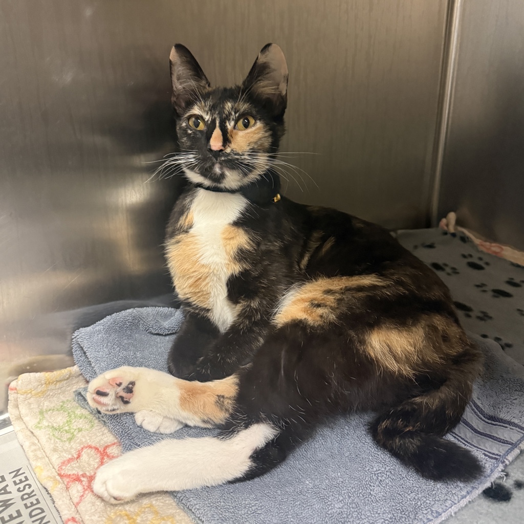 Shelter Stray Female Cat last seen Near Pacific Coast Highway, San Diego, CA, 92110, San Diego, CA 92110