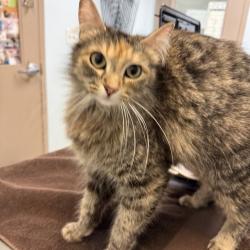 Shelter Stray Female Cat last seen Near Hale Court, El Cajon, CA, 92020, San Diego, CA 92110
