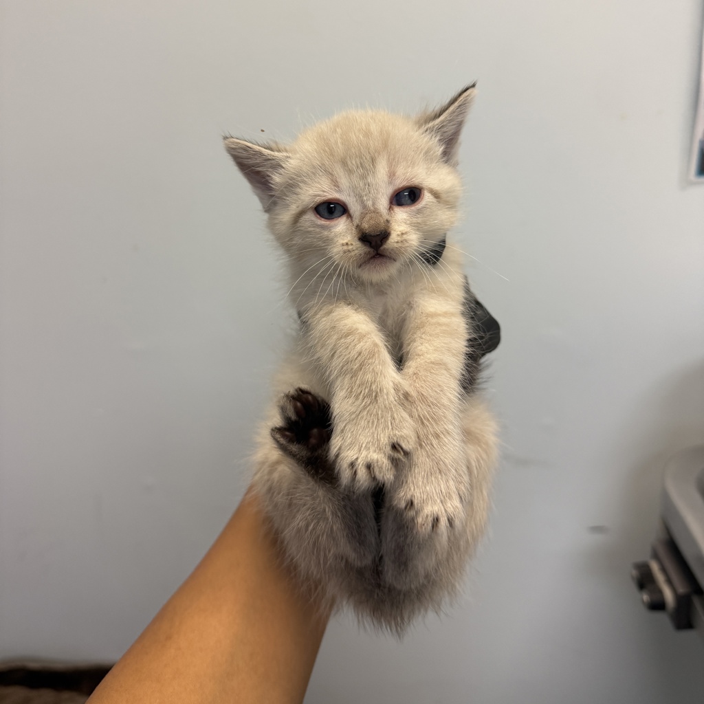 Shelter Stray Female Cat last seen Near Hale Court, El Cajon, CA, 92020, San Diego, CA 92110