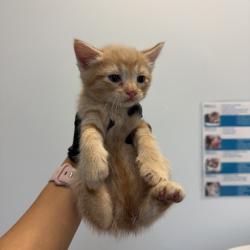 Shelter Stray Male Cat last seen Near Hale Court, El Cajon, CA, 92020, San Diego, CA 92110