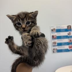 Shelter Stray Female Cat last seen Near Hale Court, El Cajon, CA, 92020, San Diego, CA 92110