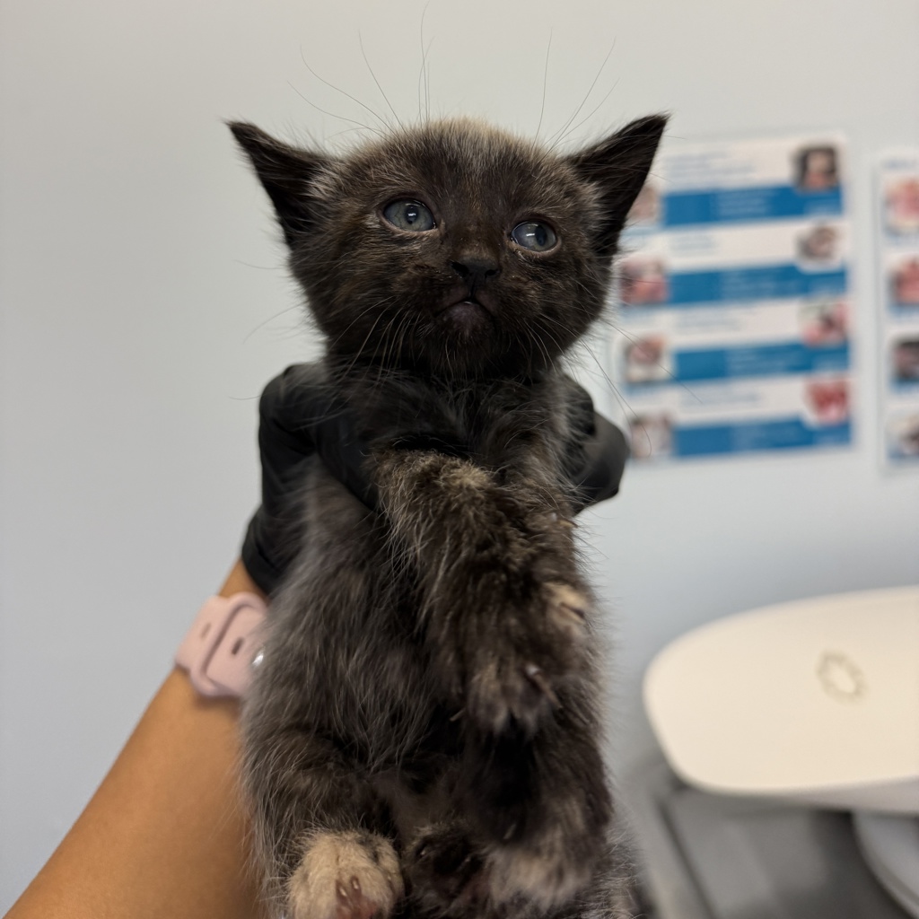Shelter Stray Female Cat last seen Near Hale Court, El Cajon, CA, 92020, San Diego, CA 92110