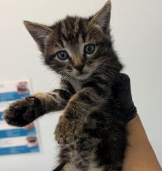 Shelter Stray Female Cat last seen Near Donax Avenue, San Diego, CA, 92154, San Diego, CA 92110