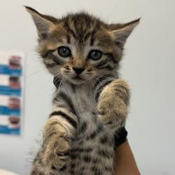 Shelter Stray Female Cat last seen Near Donax Avenue, San Diego, CA, 92154, San Diego, CA 92110