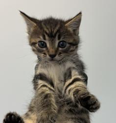 Shelter Stray Female Cat last seen Near Donax Avenue, San Diego, CA, 92154, San Diego, CA 92110