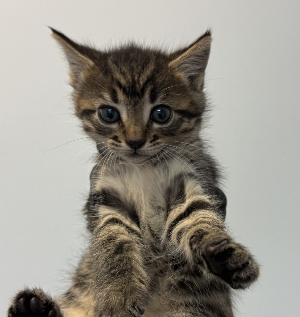 Shelter Stray Female Cat last seen Near Donax Avenue, San Diego, CA, 92154, San Diego, CA 92110