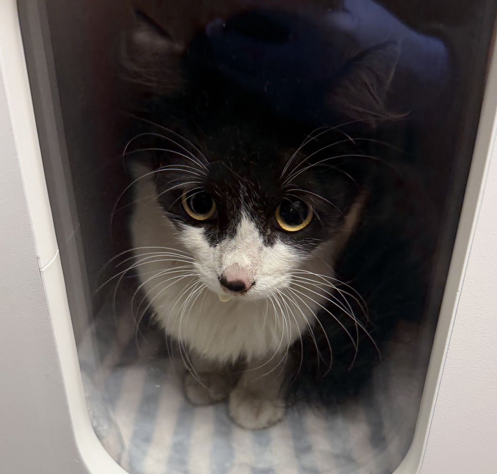 Shelter Stray Female Cat last seen Near W Washington Avenue, Escondido, CA, 92025, Escondido, CA 92027