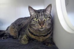 Shelter Stray Female Cat last seen Near La Moree Road, San Marcos, CA, 92078, Escondido, CA 92027