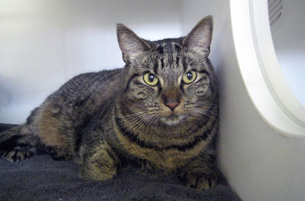 Shelter Stray Female Cat last seen Near La Moree Road, San Marcos, CA, 92078, Escondido, CA 92027