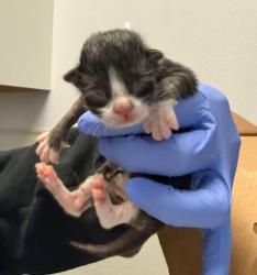Shelter Stray Male Cat last seen Near Ulric Street, San Diego, CA, 92111, San Diego, CA 92110