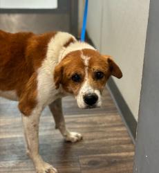 Shelter Stray Male Dog last seen Near Klauber Avenue, San Diego, CA, 92114, San Diego, CA 92110