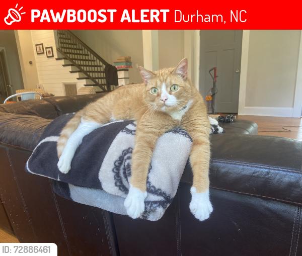 Lost Male Cat last seen Erwin Rd and Randolph Rd, Durham, NC 27705