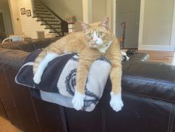 Lost Male Cat last seen Erwin Rd and Randolph Rd, Durham, NC 27705