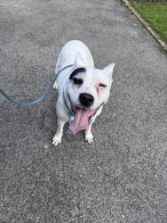 Reunited Female Dog last seen Grandview blvd , Yonkers, NY 10710