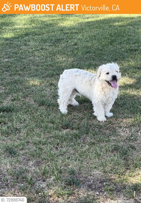 Found/Stray Male Dog last seen Mojave Vista Park, Victorville, CA 92395