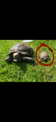 Lost Unknown Reptile last seen 24th St and PCH, Huntington Beach, CA 92649