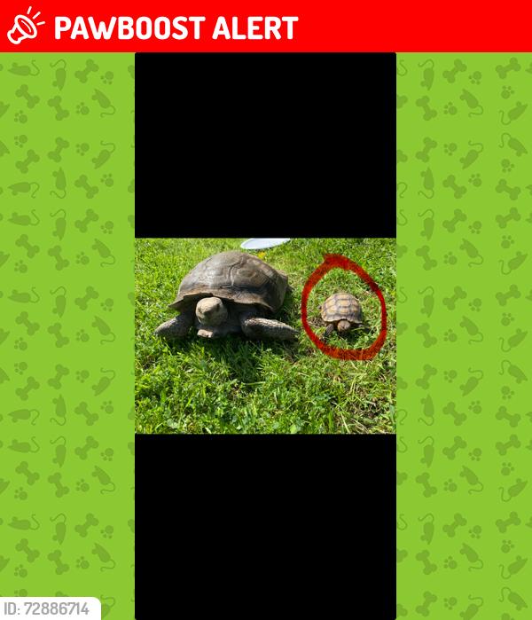 Lost Unknown Reptile last seen 24th St and PCH, Huntington Beach, CA 92649