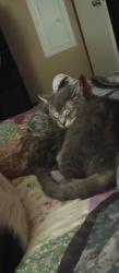 Lost Male Cat last seen Birch st , Hubert, NC 28539
