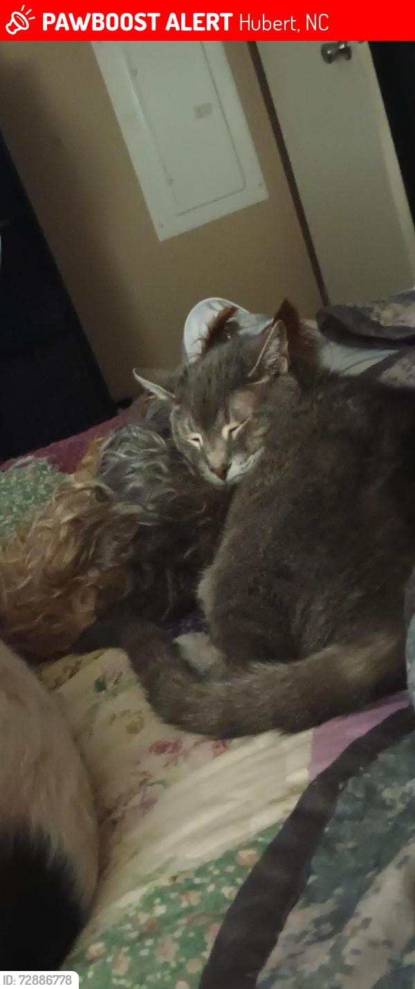 Lost Male Cat last seen Birch st , Hubert, NC 28539