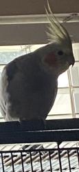 Lost Female Bird last seen 110th and 106rh, Largo, FL 33778