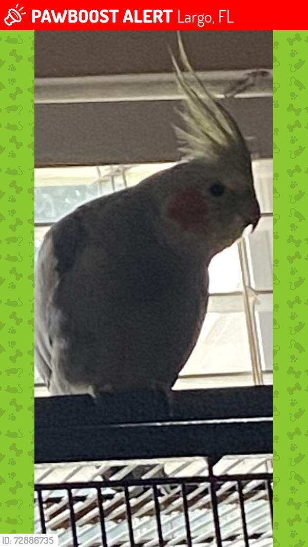 Lost Female Bird last seen 110th and 106rh, Largo, FL 33778